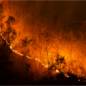 Kalimantan and the Fires That Keep Returning